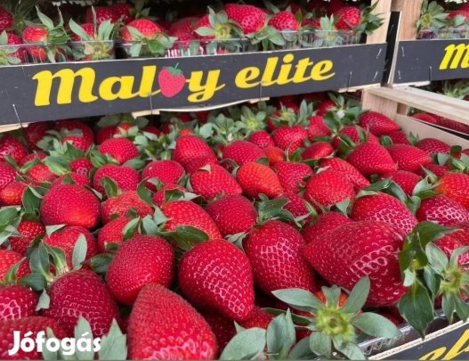 Görög eper friss mézédes