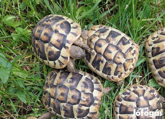 Görög teknős 2025-ös kelésűek Budapesten eladók