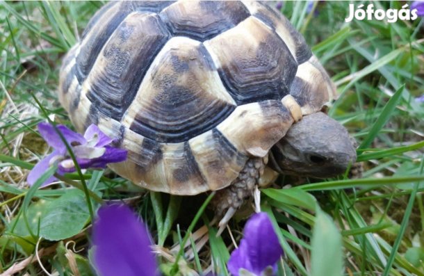 Görög teknős 2025-ös teknősök eladók Gyöngyösön