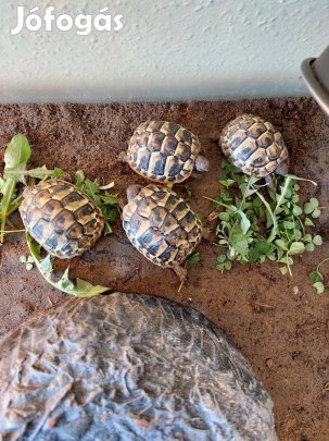 Görög teknős Kecskeméten