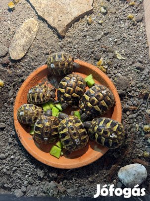 Görög teknős ( dalmát) a leg kissebre növő alfaj