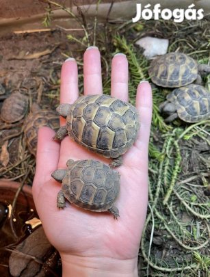 Görög teknős (kétféle alfaj)