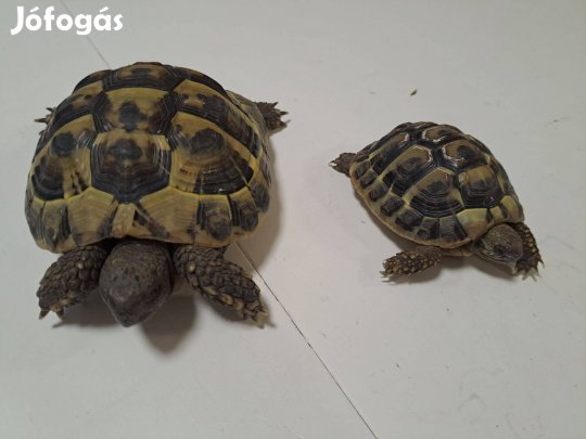 Görög teknős eladó