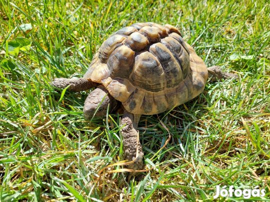 Görög teknős hím 11 éves ivarérett, chippel, Budapesten