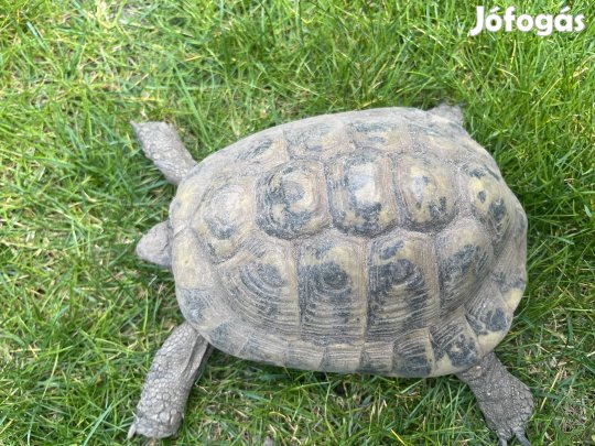 Görög teknős hím 2005 Cites+chip