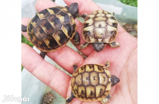 Görög teknős mór és szegélyes teknősök