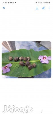 Görög teknösök eladóak