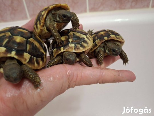 Görög teknősök eladók Budapestről