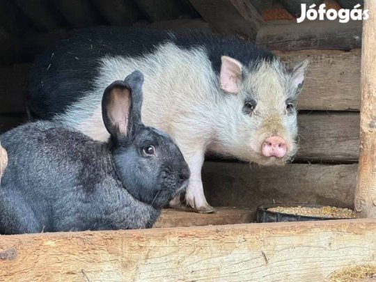 Göttingeni törpemalac