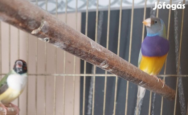 Gould Amandina Mezőkövesd