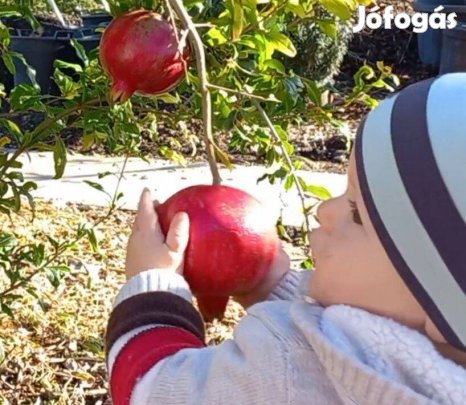 Gránátalma, kivi, pekándió, kakiszilva, füge, jujuba babérmeggy növény