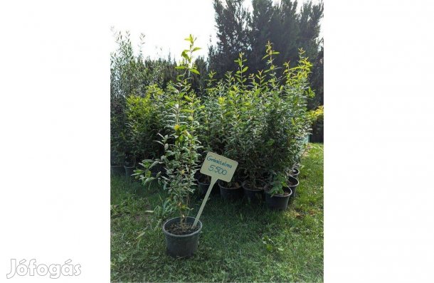 Gránátalma fa gyümölcsfa csemete bokor 40-60cm