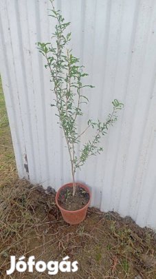 Gránátalma kont eladó