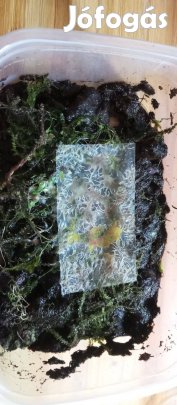 Grindálféreg (Enchytraeus buchholzi) kultúra