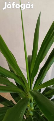 Guatemalai pálmaliliom (Yucca elephantipes). 