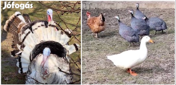 Gúnár, tojók, pulykakakas, kendermagos