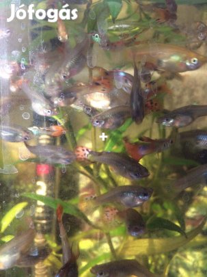 Guppi hal eladó