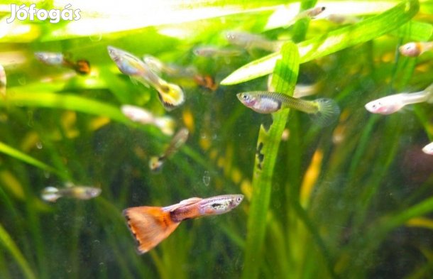 Guppi növendék díszhal , hal