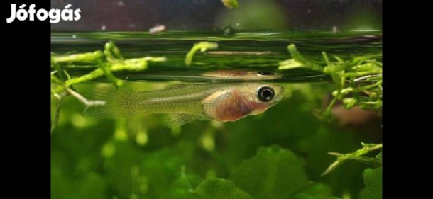 Guppi növendékek :)