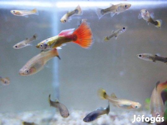 Guppik eladók