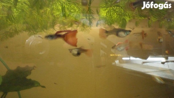 Guppik saját tenyészetből eladók