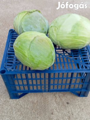 Gyalult és fejes káposzta eladó