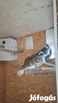 Gyémánt fácán kakas