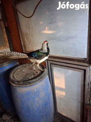 Gyémánt fácánkakast cserélnék piros aranyfácánkakasra