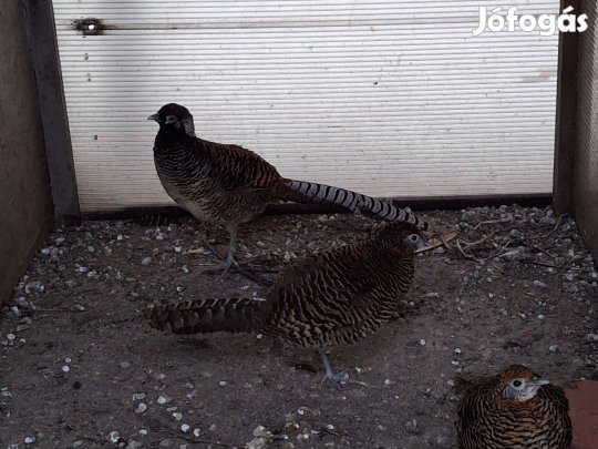 Gyémántfácán pár