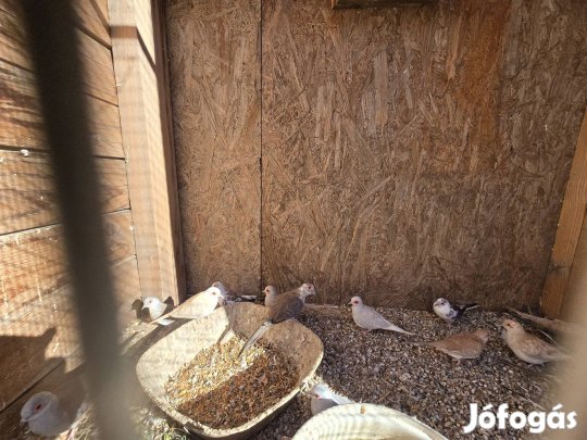 Gyémántgalamb Dunavecsén