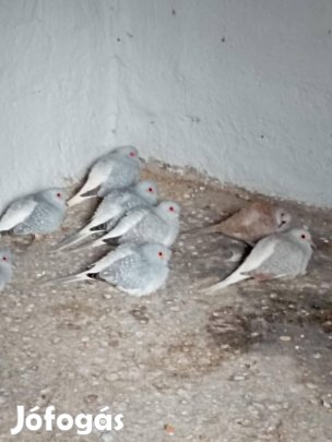 Gyémántgalambok eladók