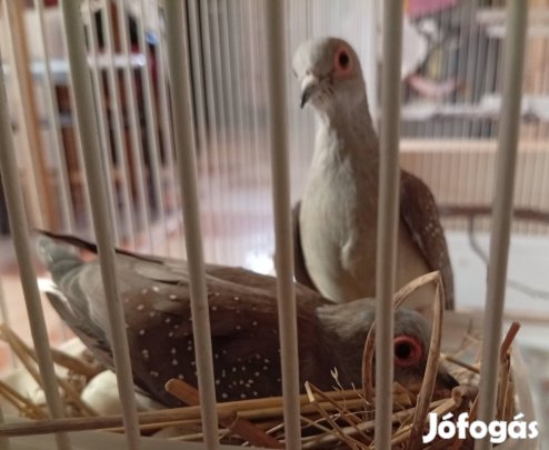 Gyémántgerlék eladók! 