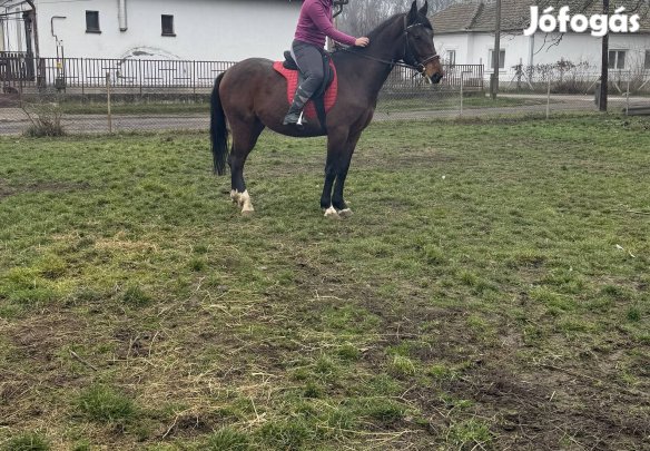 Gyerek ló Hobby ló