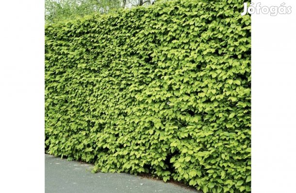 Gyertyán sövény Carpinus betulus