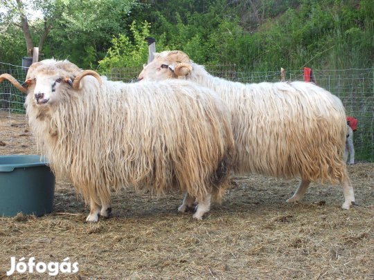 Gyimesi racka kos 6 éves