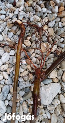 Gyökeres füge, zöld termésű