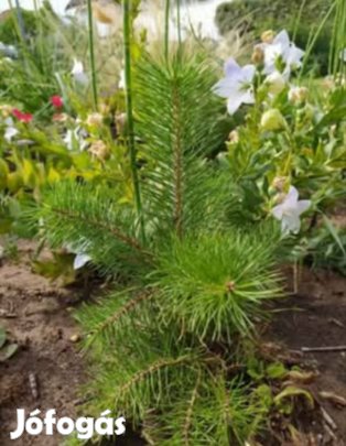 Gyökeres lucfenyő csemete