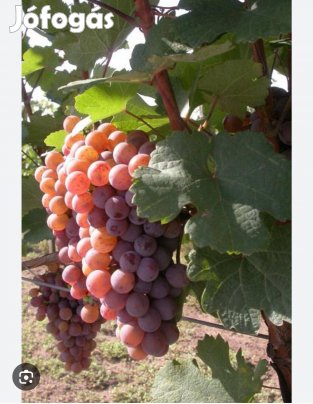 Gyökeres szőlővessző