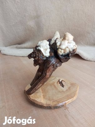 Gyökérfoglalatban aragonit ásvány