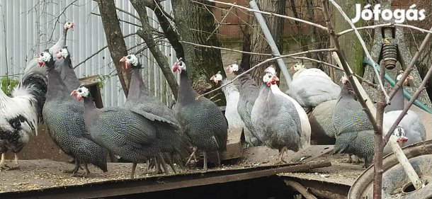 Gyöngy tyúk eladó