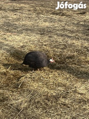 Gyöngy tyúk eladó 
