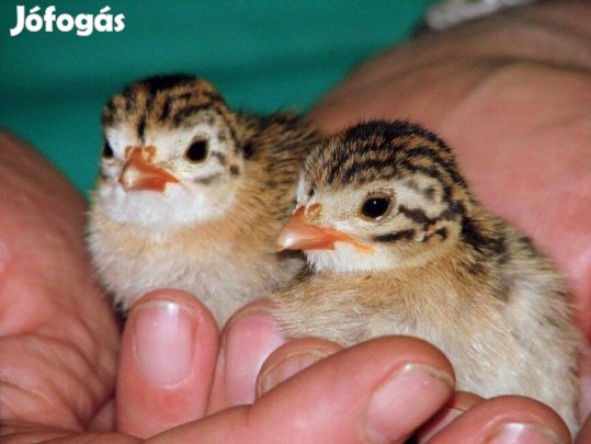 Gyöngyi, gyöngyös, gyöngytyúk csibe, Francia hibrid