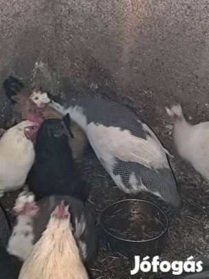 Gyöngyi gyöngytyúk eladó 