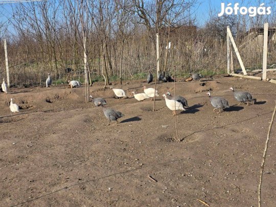 Gyöngyik tovább repülnének