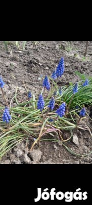 Gyöngyike földlabdásan