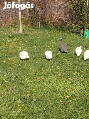 Gyöngyös tyúkok eladók 