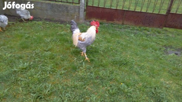 Gyöngyszürke és sárga itáliai tenyésztojás eladó