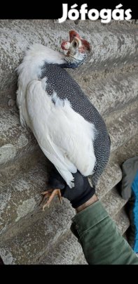 Gyöngytyúk (gyöngyi, gyöngyös) trió