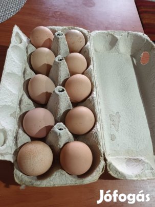 Gyöngytyúk, gyöngyi, gyöngyös tojás eladó
