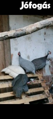 Gyöngytyúk eladó!